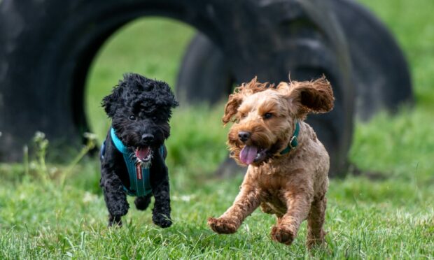 New friends get together at the Cockapoo party in the park. Image: Kim Cessford/DC Thomson.