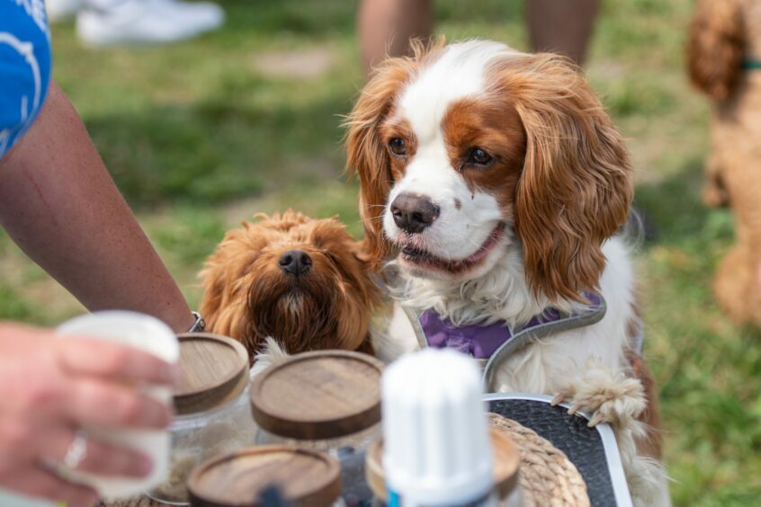Half-time puppuccino. Image: Kim Cessford/DC Thomson, at Drumgley dog park near Forfar
