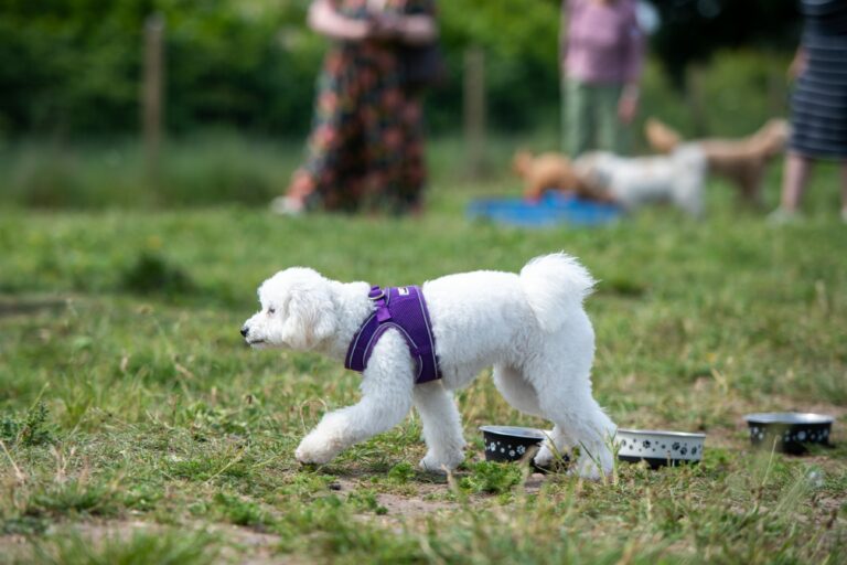 Doggie pals Party Like a Cockapoo at Forfar