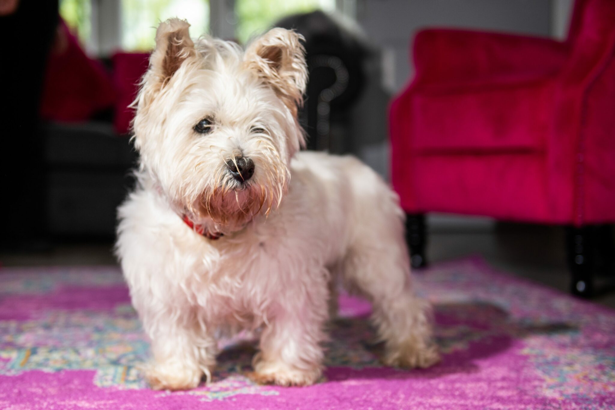 Remembering Dundee dog Tavish Scotland's 'oldest' Westie