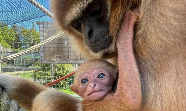 The new baby lar gibbon and mother at Camperdown zoo. Image: Camperdown Wildlife Centre.