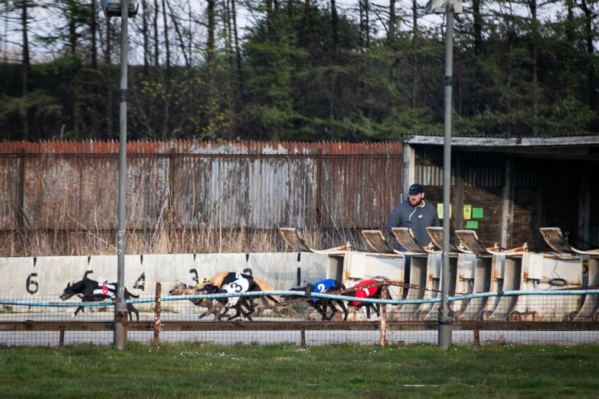 Dogs racing out of the traps at the Thornton greyhound racing stadium in Fife.