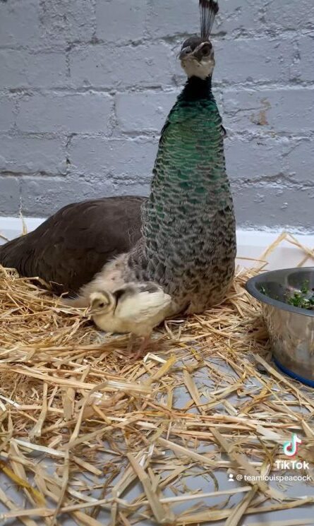 Baby Skout, pictured beside peacock parent, is settling in well. Image: Pittencrieff Park.