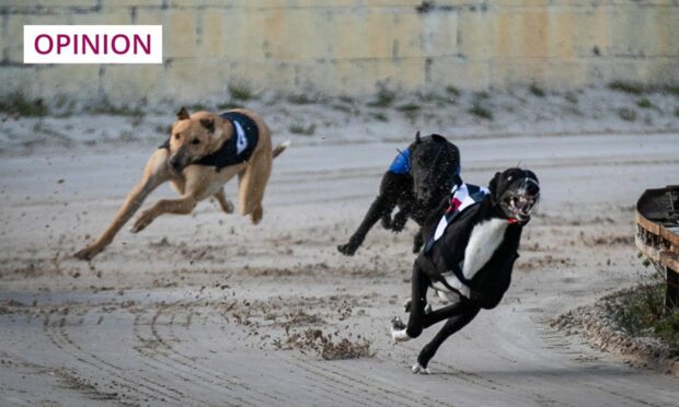 three dogs racing at high speed around the track at the Thornton greyhound racing stadium in Fife.