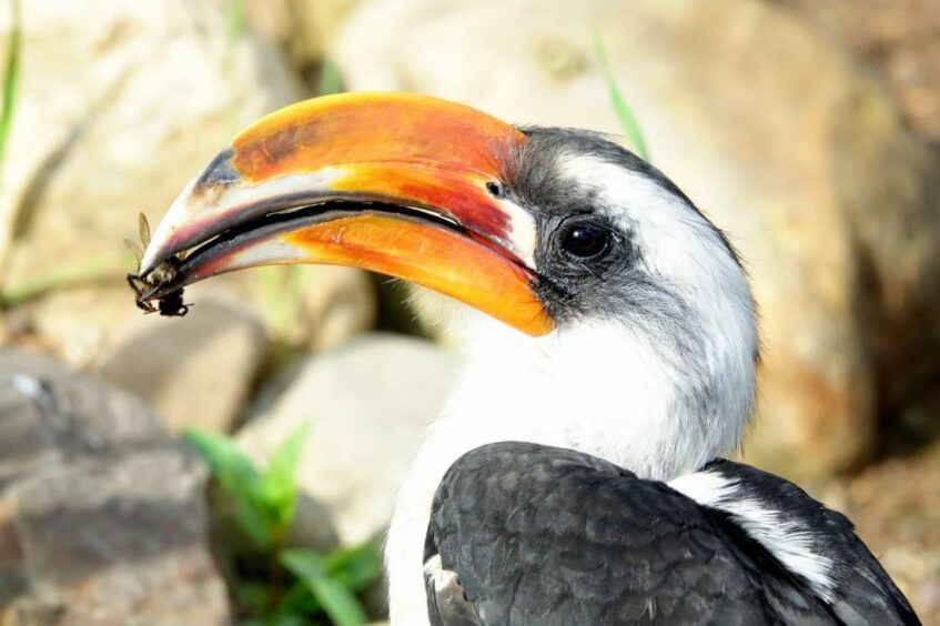 Picture shows Zazu's orange beak in all its glory.
