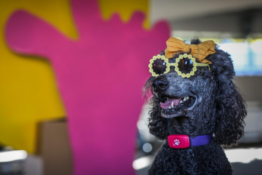 Poodle Storm wearing a bow and sunglasses.