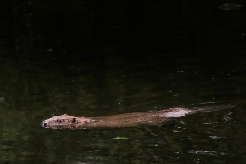 One of the beavers swimming on the Perthshire beaver tour, you can see his head above the surface. 