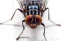 An infestation of flies affected business at Dundee. Image: Shutterstock.