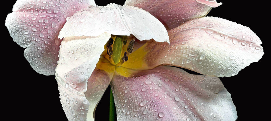 Image shows a close up photograph of a tulip by Alexander Lindsay. The tulip is white and pink with a yellow centre and has water droplets on it.