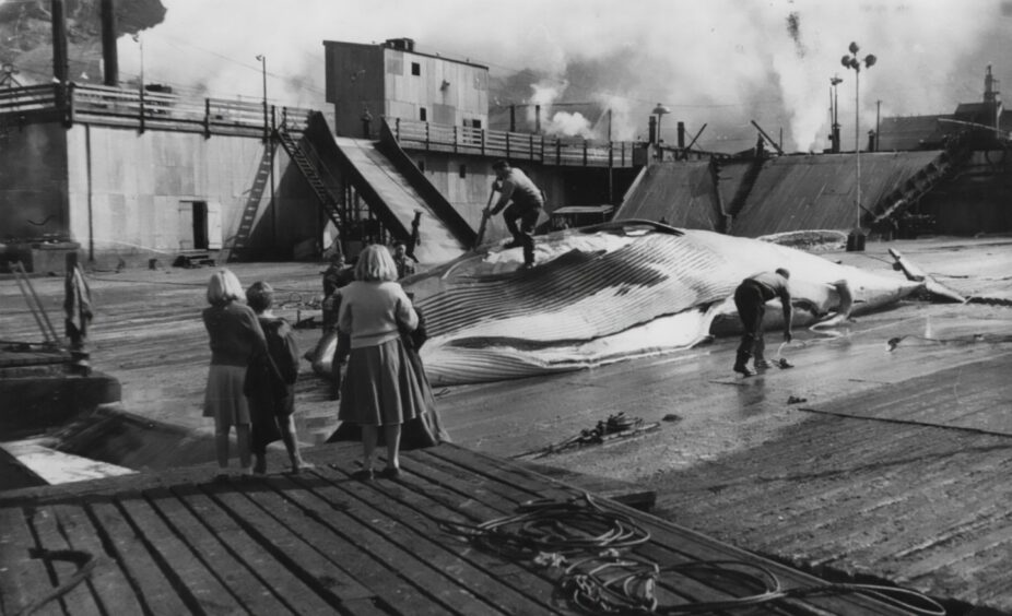 A whale being processed at Grytviken, 1950s. Image: South Georgia Museum