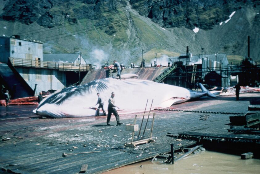 A whale on the Flensing Plan at Grytviken, 1950s
