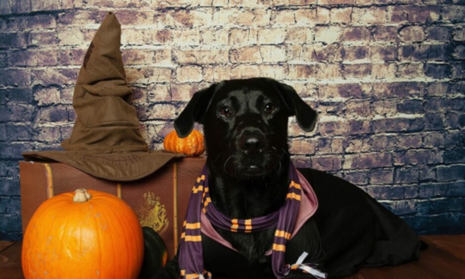 Dog dressed up in Harry Potter costume.