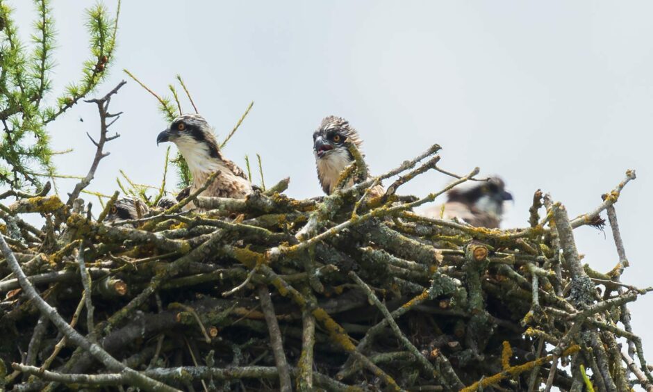 Angus osprey chicks at Balgavies Loch near Forfar.