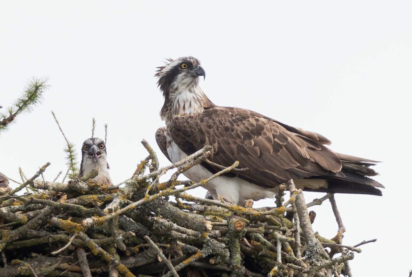 Balgavies Loch ospreys at reserve near Forfar.