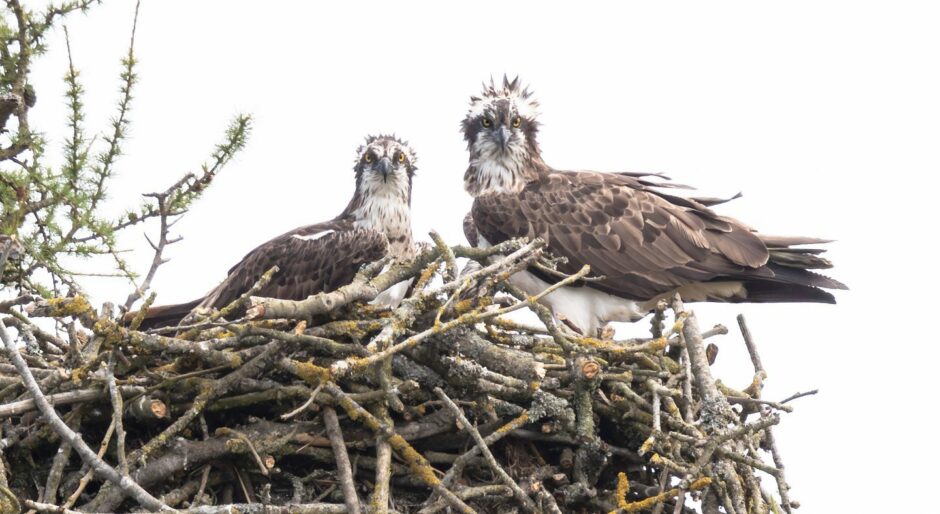 Balgavies Loch ospreys