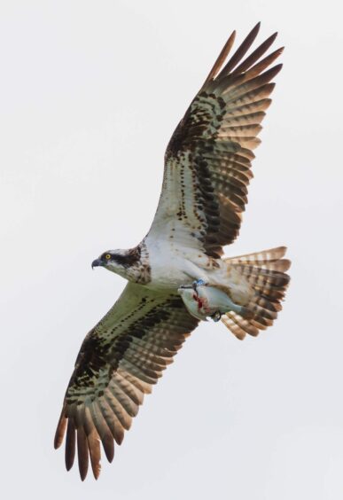 Balgavies Loch osprey