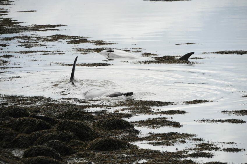 The northern bottlenose whales at Torry Bay beach