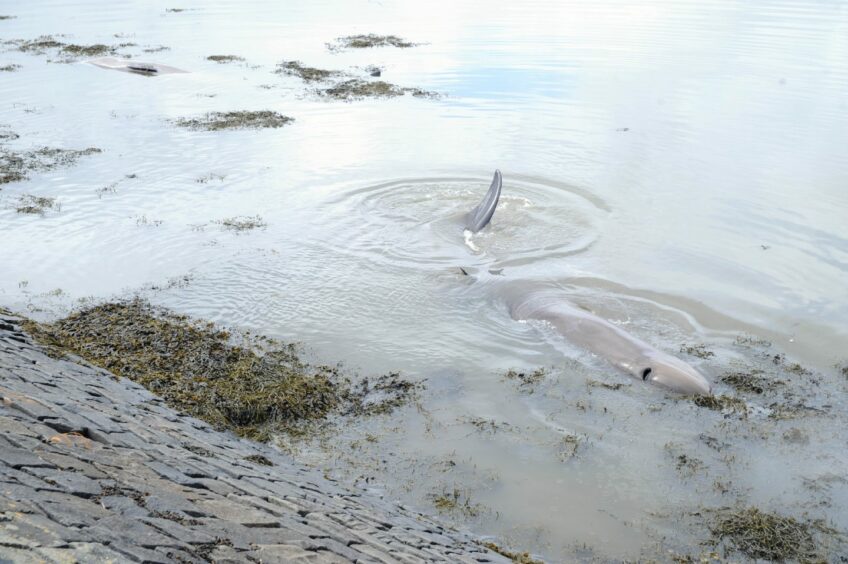 A whale in the water at the beach. 