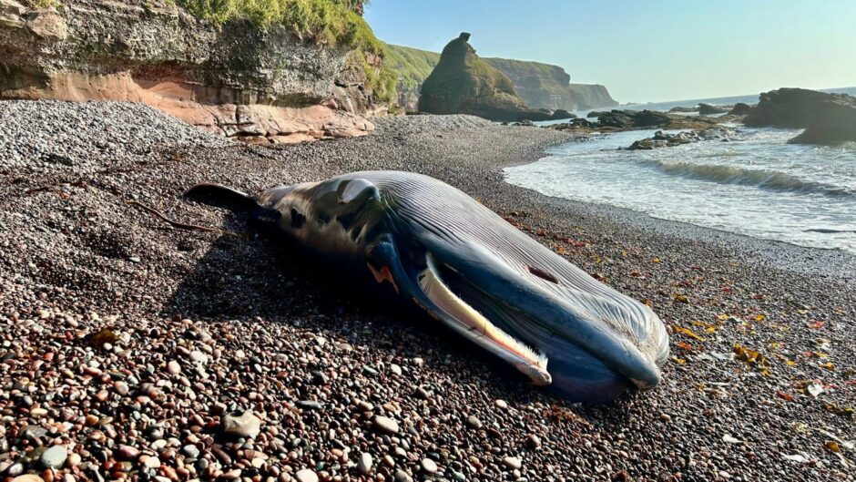 The whale washed up on the beach at Auchmitie in Angus