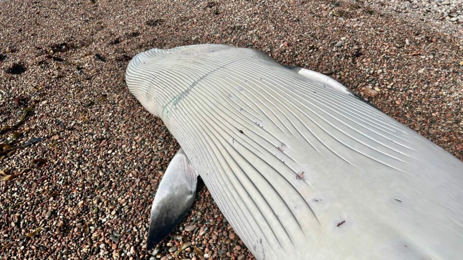 The whale on the Angus beach. 