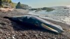 The dead minke whale on the beach at Auchmithie.