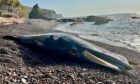 The dead minke whale on the beach at Auchmithie.