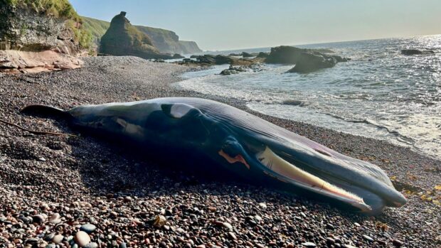 The dead minke whale on the beach at Auchmithie.