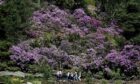 Rhododendron 'forests' have taken over large swathes of Scotland. Image: Owen Humphreys/PA Wire.