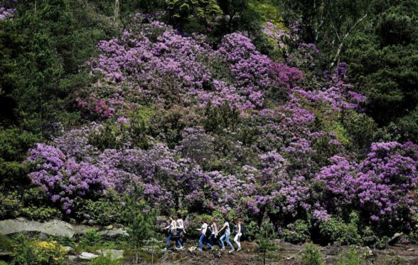 Rhododendron 'forests' have taken over large swathes of Scotland. Image: Owen Humphreys/PA Wire.