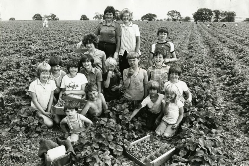 Black and white photo from the 1980s showing children harvesting strawberries on a farm in Angus, Scotland.