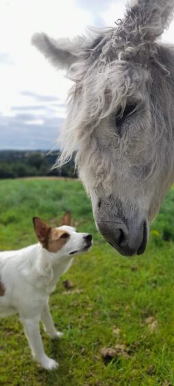 Miss Mop the donkey, nuzzling a small Jack Russell type dog.