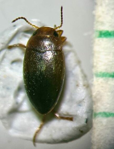 Balgavies water beetle