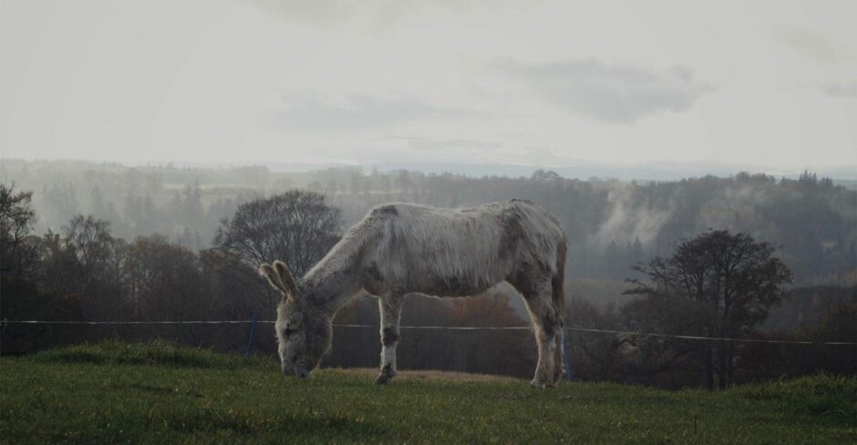 Mrs Mop the donkey grazing in a field on Karen Inkster's land.