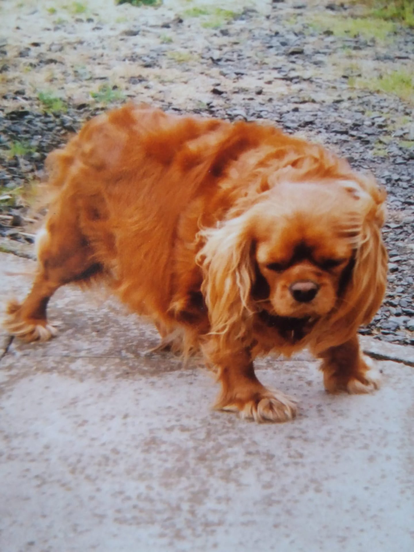 Ruby, who was laid to rest at the park 13 years ago. Image: Supplied.