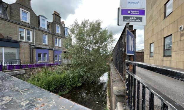 The tree growing in Arbroath's Brothock Burn will eventually be axed. Image: Graham Brown/DC Thomson.