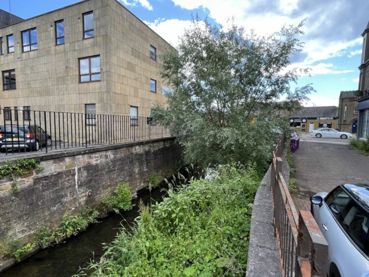 The tree growing in the Brothock Burn in Arbroath