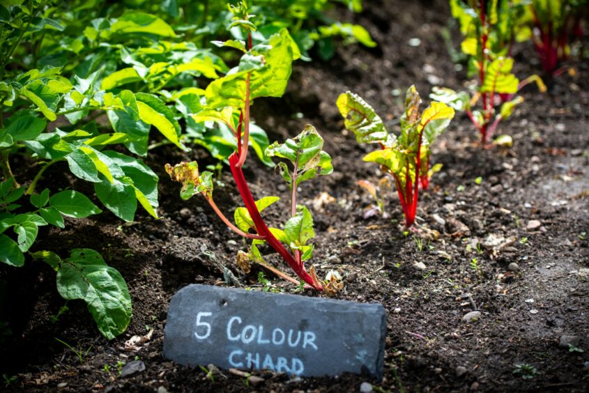 A row of growing plants in front of a sign saying "5 colour chard" which will be used in the Hospitalfield supper club.