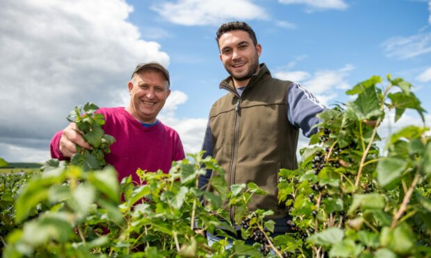 Andy Husband at his farm in Angus alongside son, Fraser, as they harvest the blackcurrants. Image: Kim Cessford / DC Thomson.
