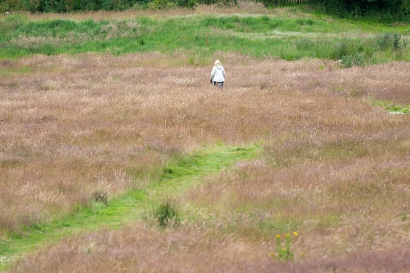 The fairways of the famous Old Course are overgrown.