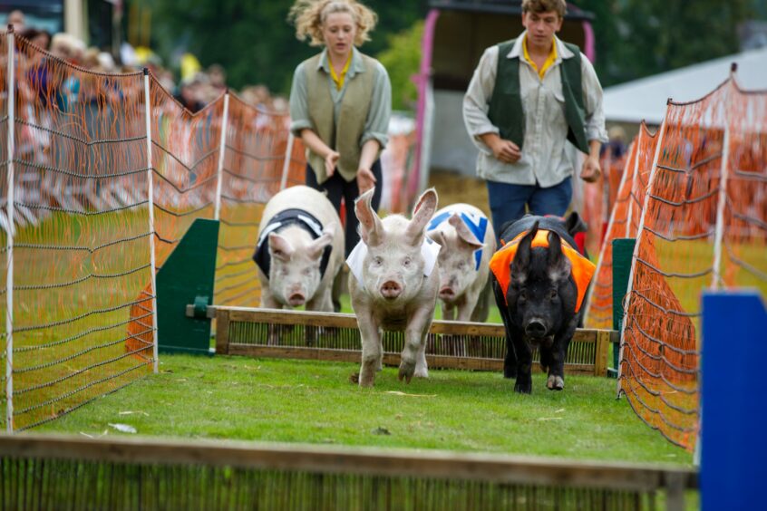 Four pigs running over an obstacle course at Perth Show.