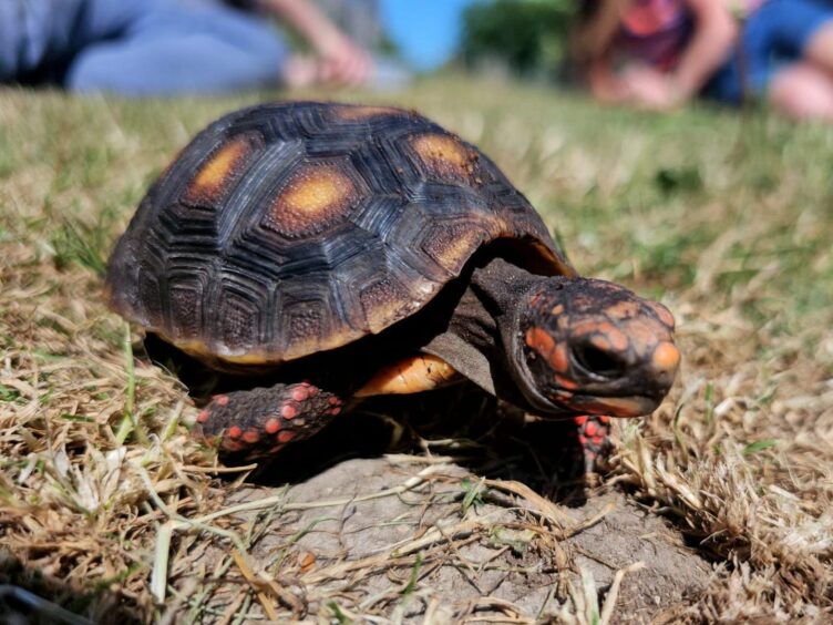 A baby red footed tortoise