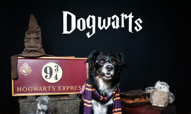 Dog dressed up in Harry Potter costume.