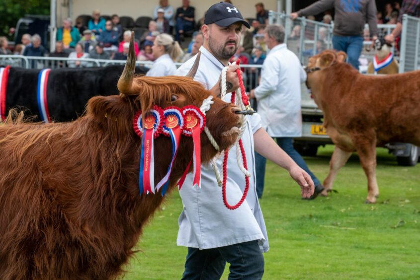 A man parades a prize-winning Highland cow.