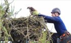 Robin Manson pops one of the osprey chicks safely back in the Balgavies nest. Image: Darren Dawson