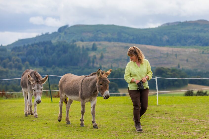 Karen Inkster walking across a field followed by two donkeys with beautiful Perthshire scenery behind them.