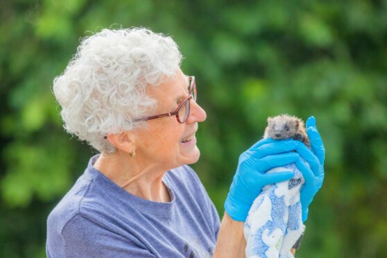 Alison Middleton wearing blue surgical gloves looking fondly at a small hedgehog wrapped in a blue blanket.