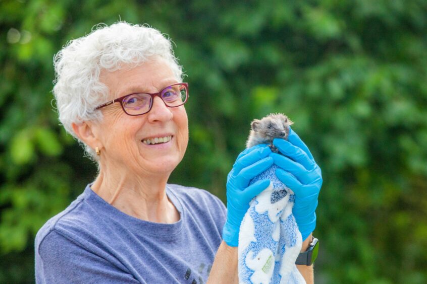 Alison Middleton with short grey hair and glasses, holding up a small hedgehog wrapped in a towel.