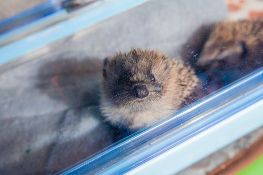 Baby hedgehog peering at the camera.
