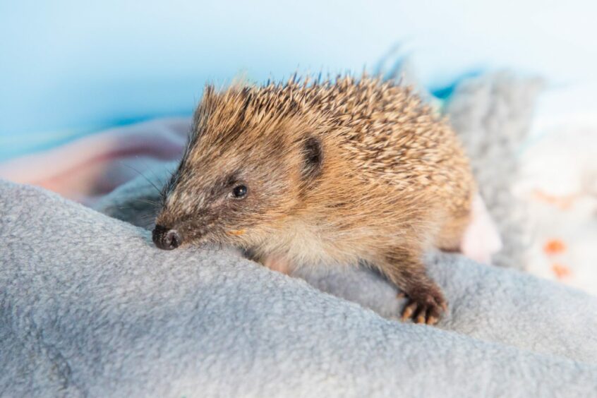 Small hedgehog clambering across a blue blanket.