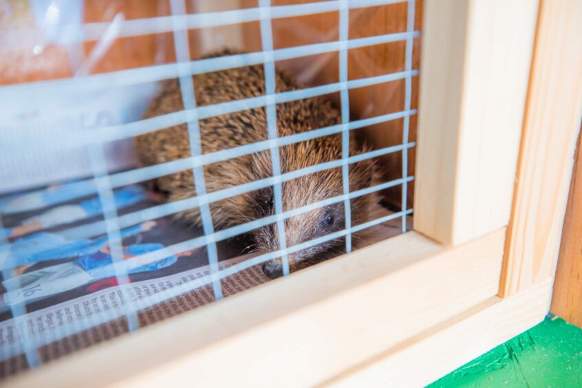 Small, very sick looking hedgehog, peering through bars of her crate.